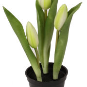 Tulipan gumowany w doniczce CV10551 h20/śr7,5cm