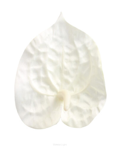 Anturium wyrobowe FME072867 śr11cm