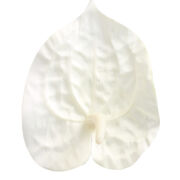 Anturium wyrobowe FME072867 śr11cm