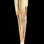 Babala Thick 70cm 10szt wybielana