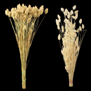 Susz Kanar 24411 57cm