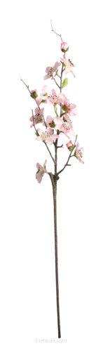 Brzoskwinia gałązka'4 CV21227 h70cm