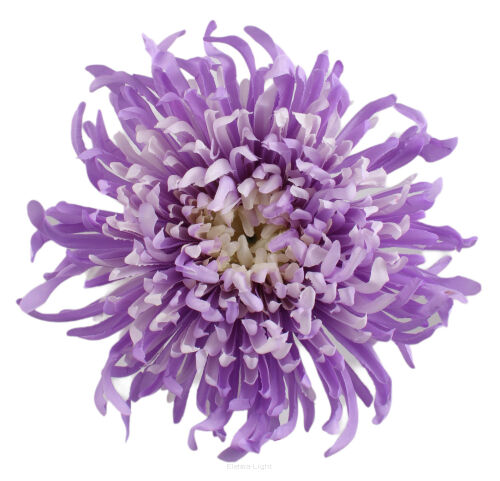 Chryzantema wyrobowa strzępiasta 17cm YFS079