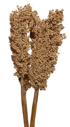 Indian CORN kolor naturalny 50 cm 6 szt.