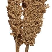 Indian CORN kolor naturalny 50 cm 6 szt.