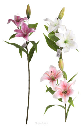 Lilia gałązkowa H2-8 80cm