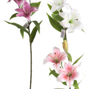 Lilia gałązkowa H2-8 80cm