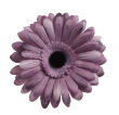 fioletowy cieniowany MIX18