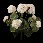 Pelargonia'8 KDGK125 35cm