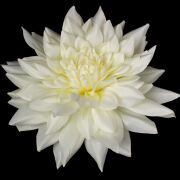Dalia wyrobowa VIP1828 śr27cm