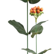 Dodatek dziurawiec hiperikum YY/P-020 h35cm