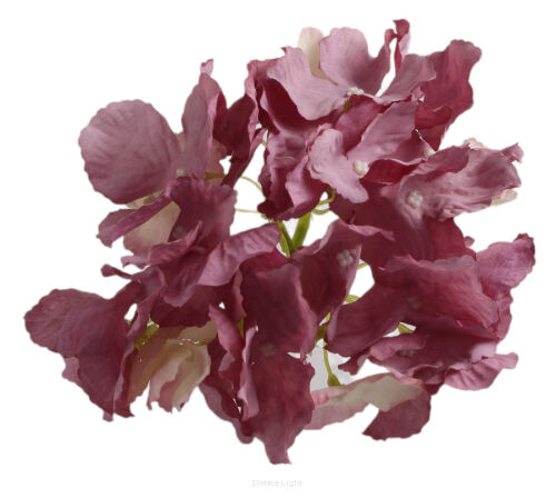 Hortensja wyr. 12cm EVE9391/92/95/96/9400