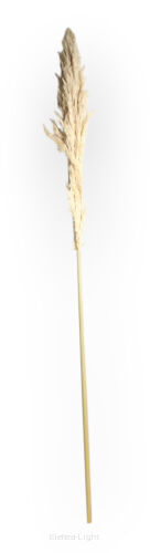 Trawa pampasowa H2310064 (27683) h150cm