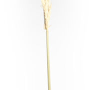 Trawa pampasowa H2310064 (27683) h150cm