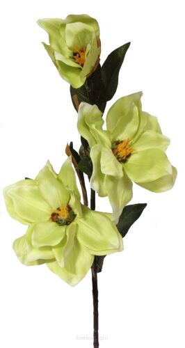 Magnolia 90cm KDG2405-B