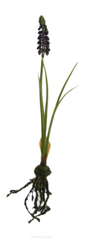 Szafirek z korzeniem KDGC533 33cm