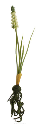 Szafirek z korzeniem KDGC533 33cm