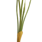 Szafirek z korzeniem KDGC533 33cm