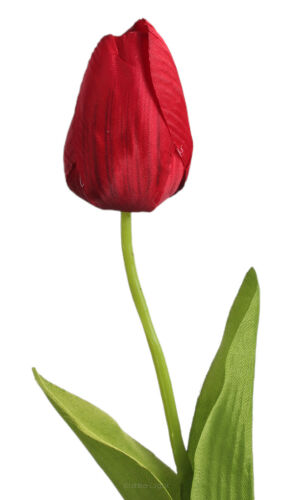 Tulipan pojedynczy NY006 50cm