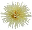 c23 cytrynowy