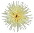 cytrynowy
