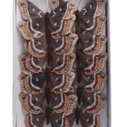 Motyl na klipie 18cm 287903 19332/1