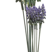 Szafirek pęczek/ 6szt. C-0588 26cm