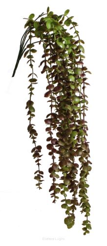 Eukaliptus zwis x5 CV13652 76cm 