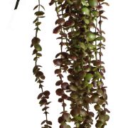 Eukaliptus zwis x5 CV13652 76cm 