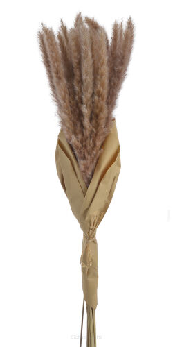 Trawa pampasowa susz 92CANNB71807-N10 75cm 20szt/opk