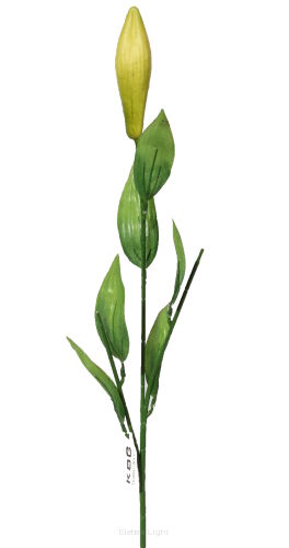 Łodyga do lilii z pąkiem 72cm KDG1500