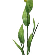 Łodyga do lilii z pąkiem 72cm KDG1500