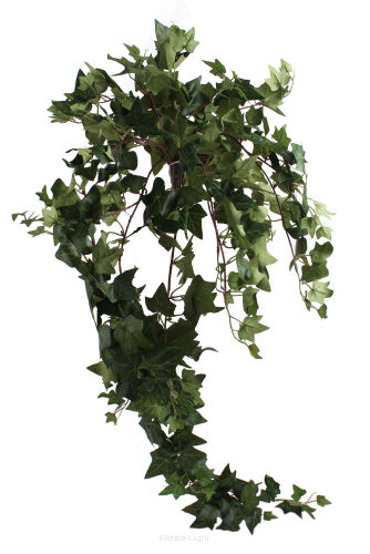 Bluszcz hedera KDGS481