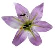 fioletowy MIX2