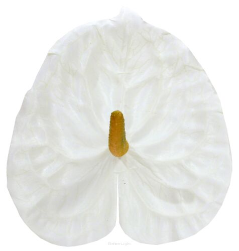 Anturium wyrobowe satynowe FME071675 15cm