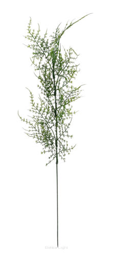 Paprotka plumosus asparagus A691 h50cm