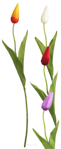 Tulipan pojedynczy LR2307008 50cm