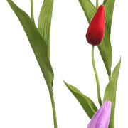 Tulipan pojedynczy LR2307008 50cm