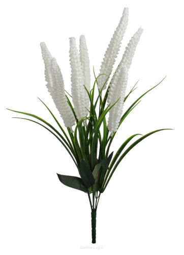 Liriope bukiet'7 50cm KWO2420