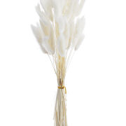 Lagurus susz 120CAN001 (ok.60szt/op.) 27695