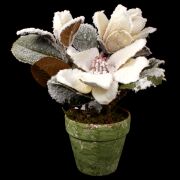 Magnolia ośnieżona w doniczce CV17318 h30/śr11cm