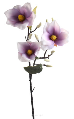 Magnolia gałązka P156-20-5
