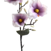 Magnolia gałązka P156-20-5
