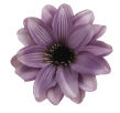 fioletowy cieniowany MIXG