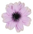 liliowy