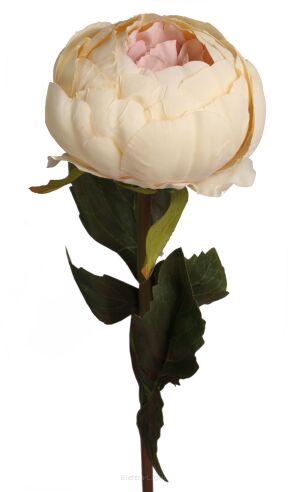 Piwonia na łodydze 20KL740 60cm