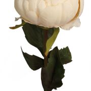 Piwonia na łodydze 20KL740 60cm