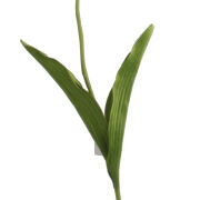 Tulipan na łodydze L160 50cm