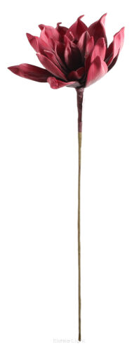 Magnolia piankowa 65cm 14CAN634A_ZP
