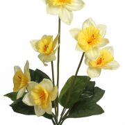 Bukiet żonkili'6 FMC073873 59cm